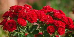 triantafillies-frontida