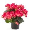Βιγόνια λευκή 2 Βιγόνια λευκή Dragatakis Flowers Marousi 2