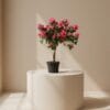 Ελιά σε λευκή κεραμική γλάστρα Dragatakis Flowers Marousi 2