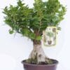 Σπαθίφυλλο 40cm Dragatakis Flowers Marousi 2