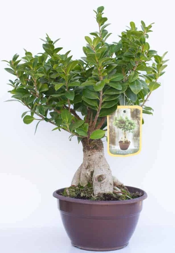 Μπονσάι (bonsai) Μπονσάι (bonsai)