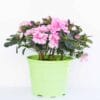 Μπονσάι (bonsai) 2 Μπονσάι (bonsai) Dragatakis Flowers Marousi 2