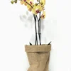 Ορχιδέα φαλαίνοψις (Phalaenopsis) μωβ σε κεραμική γλάστρα 3 Ορχιδέα φαλαίνοψις (Phalaenopsis) κίτρινη