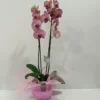 Ορχιδέα φαλαίνοψις (Phalaenopsis) μωβ σε κεραμική γλάστρα 2 Ορχιδέα φαλαίνοψις (Phalaenopsis) μωβ σε γυαλί
