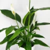 Κυκλάμινο κόκκινο 45cm Dragatakis Flowers Marousi 2