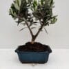 Αζαλέα φούξια 40cm Dragatakis Flowers Marousi 3