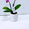 Ορχιδέα φαλαίνοψις mini σε κεραμική γλάστρα