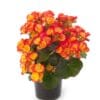 Ορχιδέα φαλαίνοψις (Phalaenopsis) λευκή σε κεραμική γλάστρα Dragatakis Flowers Marousi 3