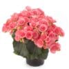 Βιγόνια πορτοκαλί Dragatakis Flowers Marousi 3