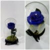 1 Forever Rose Navy Blue σε γυάλινη καμπάνα