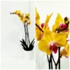 Ορχιδέα φαλαίνοψις (Phalaenopsis) λευκή με μωβ πιτσιλιές σε κεραμική γλάστρα 2 Ορχιδέα φαλαίνοψις (Phalaenopsis) κίτρινη σε κεραμική γλάστρα