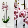 Ορχιδέα φαλαίνοψις (Phalaenopsis) λευκή με μωβ πιτσιλιές σε κεραμική γλάστρα
