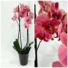 Ορχιδέα φαλαίνοψις (Phalaenopsis) διπλή σε τετράγωνο κουτί με λούτρινο ζωάκι 2 Ορχιδέα φαλαίνοψις (Phalaenopsis) ροδακινί σε κεραμική γλάστρα