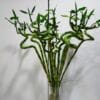 Ηλίανθος ή ηλιοτρόπιο Dragatakis Flowers Marousi 3