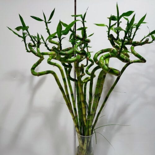Lucky Bamboo 60cm