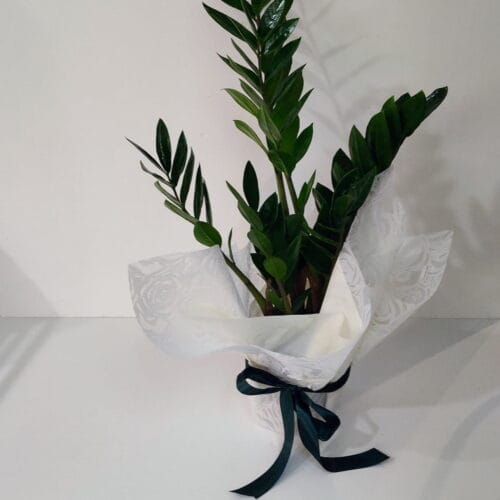 Ζάμια 60cm
