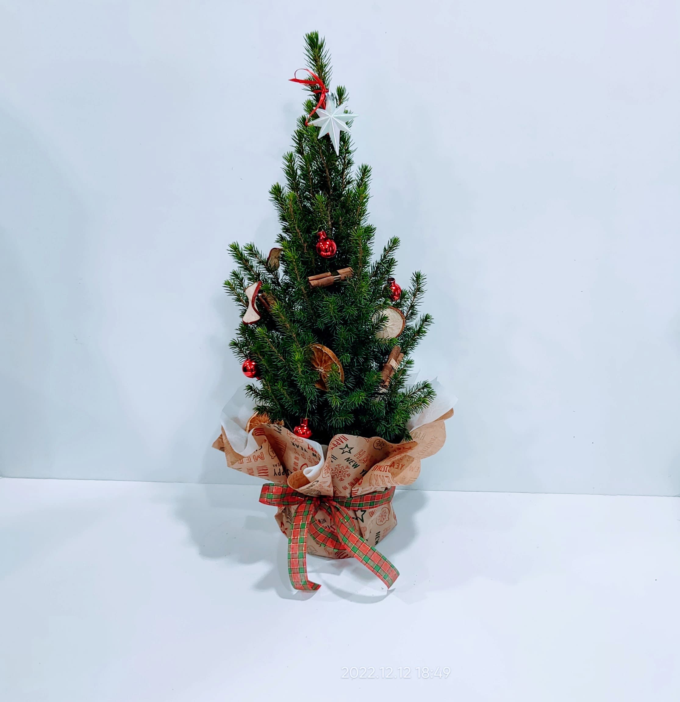 Έλατο – Πικέα 60cm Έλατο - πικέα 60cm