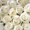 Pure Passion – Κόκκινα Τριαντάφυλλα Ecuador 70cm 2 Τριαντάφυλλα λευκά ecuador 70cm