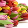 Τριαντάφυλλα δίχρωμα Jumilia 70cm Dragatakis Flowers Marousi 2
