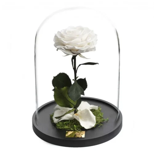Forever Roses λευκό σε γυάλινη καμπάνα
