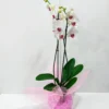 Ορχιδέα φαλαίνοψις (Phalaenopsis) Red Lips σε γύαλα με ροζ τζελ